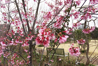 20160315w.jpg