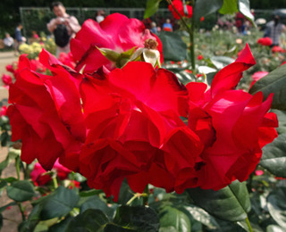 20170606f.jpg