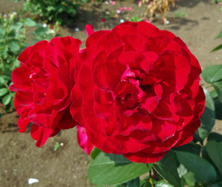 20170606m.jpg