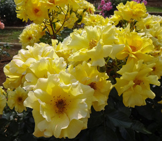 20170606n.jpg