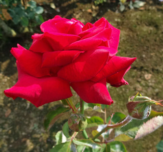 20170606o.jpg