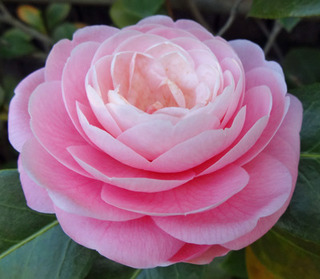 20180409f.jpg