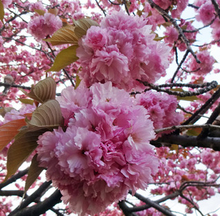20180409i.jpg