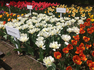 20180409j.jpg