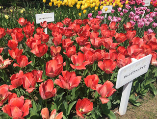 20180409m.jpg