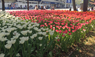 20180409q.jpg