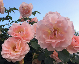 20180507e.jpg