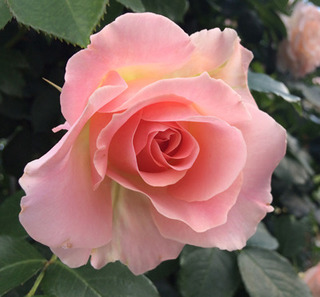 20180507f.jpg