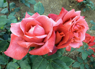 20180507j.jpg