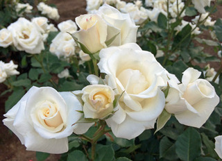 20180507l.jpg