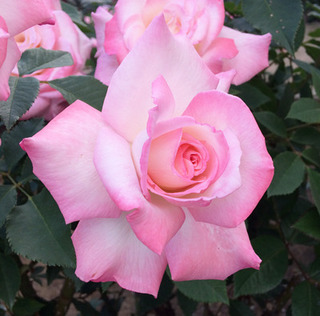 20180507q.jpg