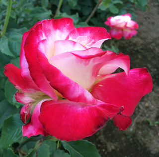 20180507y.jpg