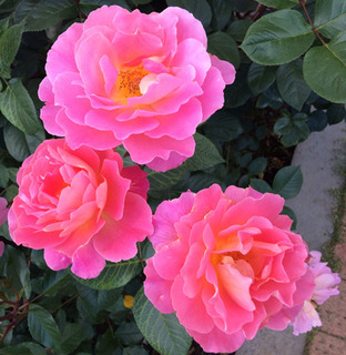 20180509c.jpg