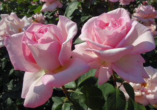 20180509f.jpg