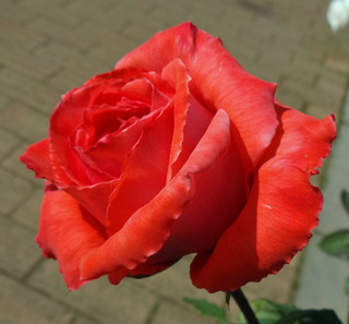20180509s.jpg