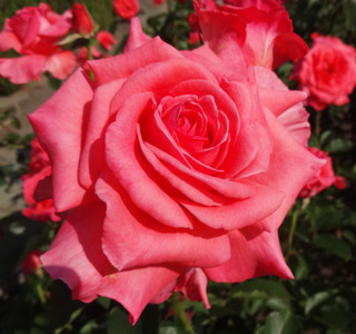 20180509u.jpg