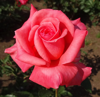 20180509v.jpg