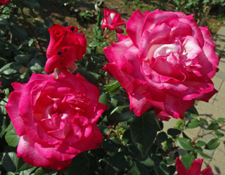 20180509w.jpg
