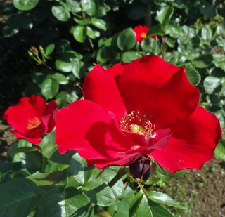 20180510a.jpg