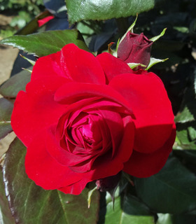 20180510f.jpg