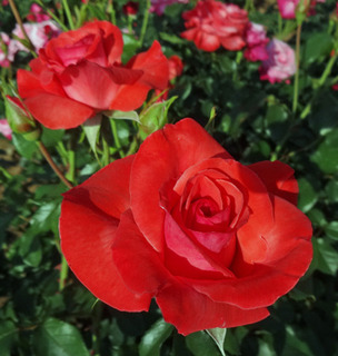 20180510v.jpg