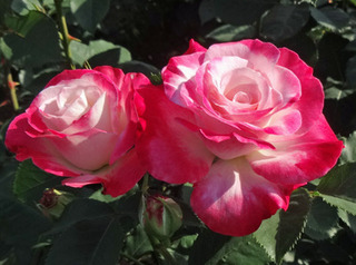20180511a.jpg