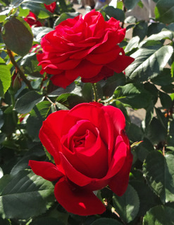 20180511b.jpg