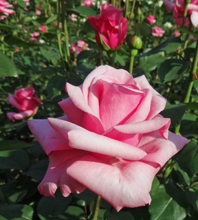 20180511c.jpg