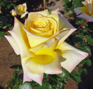20180511i.jpg