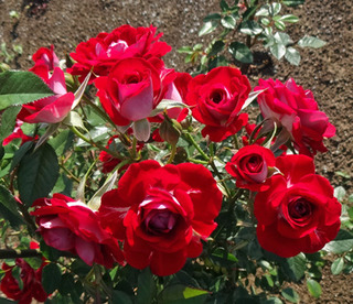 20180511o.jpg