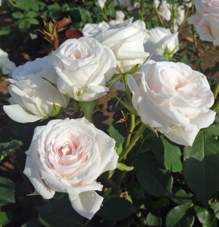 20180511q.jpg