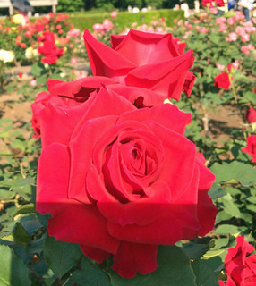 20180511w.jpg