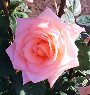 20180512c.jpg