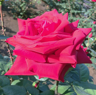 20180512i.jpg