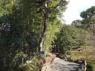 20190117n.jpg