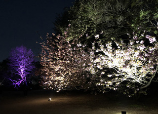 20190417a.jpg