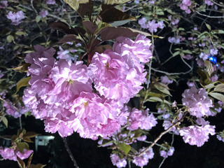 20190417b.jpg