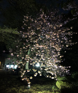 20190417c.jpg