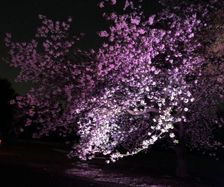 20190417f.jpg