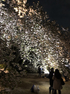 20190417g.jpg