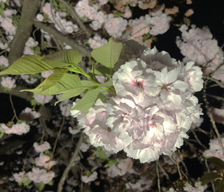 20190417h.jpg
