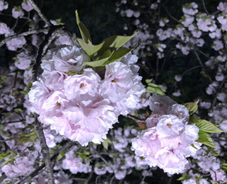 20190417i.jpg