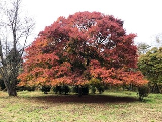 20191118k.jpg